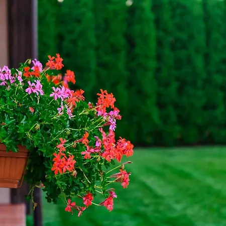 вилен комплекс дарибел Saparewa Banja